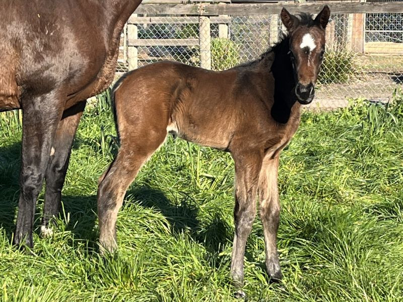 118 Lemon Soju x I Am Immortal bc 08-10